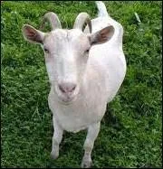 Quel est le cri de la chvre ?