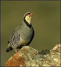 La bartavelle est une perdrix :