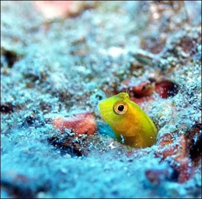 Quel est le nom de ce poisson d'eau douce et du littoral,  grosse tte et  corps allong ?