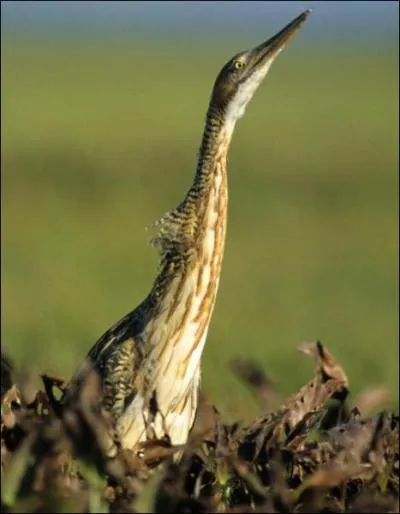 Au cri de quel autre animal ressemble celui du butor ?