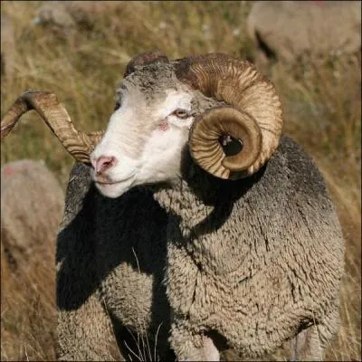 Compltez : Le blier est _________ mle.