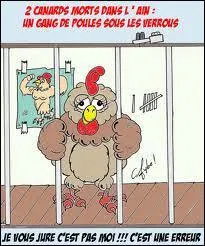 Que veut dire 'couillon de coq' ?