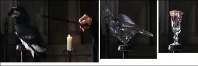 Comment s'appelle le sort qui transforme les animaux en verre  pied ?