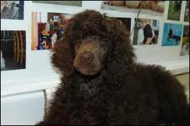 De quelle race de caniche s'agit-il ?