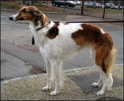 Comment s'crit le nom de cette race ?