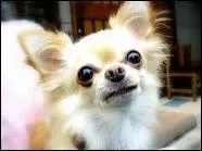 Quelle est la plus petite race de chien du monde ?