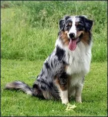 Quelle est cette race ?