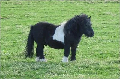 Quelle est la fourchette de taille d'un shetland ?