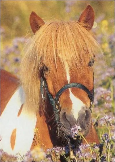 Autrefois,  quoi les shetlands servaient-ils ?