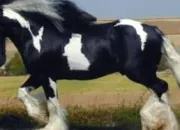 Quiz Galop 1