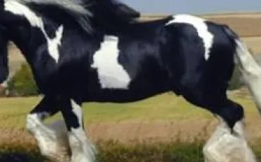 Quiz Galop 1