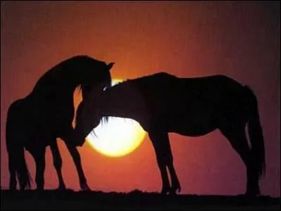 De quelle partie du corps fait partie la croupe ?