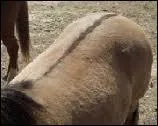 Comment s'appelle cette particularit sur le dos du cheval ?