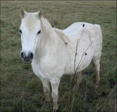 Ce cheval est-il blanc ?