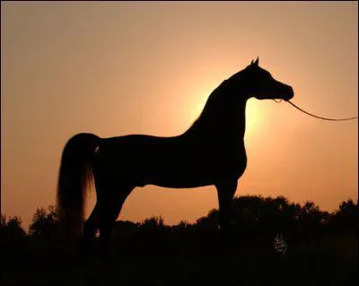 De quelle partie du corps fait partie le garrot ?