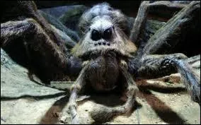 Quel est le nom de cette crature ?