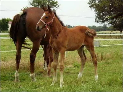 Quel est ce cheval ?
