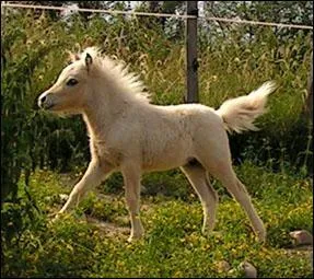 Quel est ce cheval ?