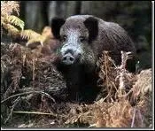 What do you see ? (Que voyez-vous ? )