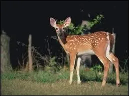 What do you see ? (Que voyez-vous ? )