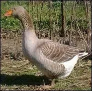 What do you see ? (Que voyez-vous ? )