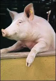 What do you see ? (Que voyez-vous ? )