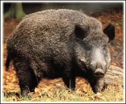 Quel est cet animal ?