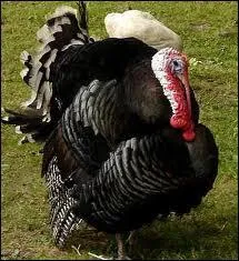 Traduis le nom de cet animal :