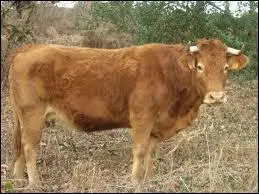 Quel est cet animal ?