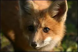 Comment s'appelle cet animal ?