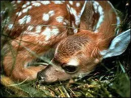 Quel est cet animal ?