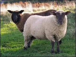 Quel est cet animal ?