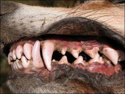 Combien le loup a-t-il de dents ?