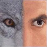 Les yeux du loup ne discernent pas bien les :