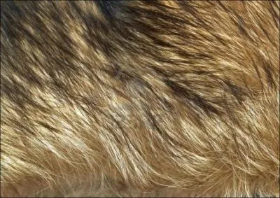 En automne, la fourrure du loup s'paissit :