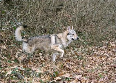 Combien de centimtres la queue du loup mesure-t-elle ?