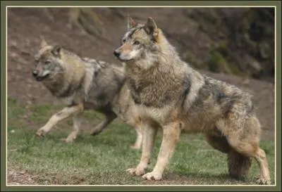 Combien de doigts possde un loup qui, normalement constitu, a quatre pattes ?