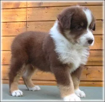 Quelle est la race de ce chien ?