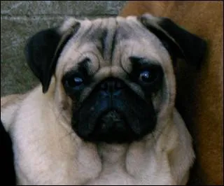 Quelle est la race de ce chien ?