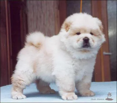 Quelle est la race de ce chien ?