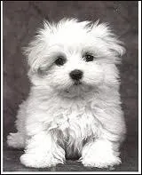 Quelle est la race de ce chien ?