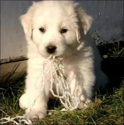 Quelle est la race de ce chien ?