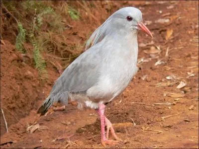Comment s'appelle l'oiseau emblmatique de la Caldonie ?