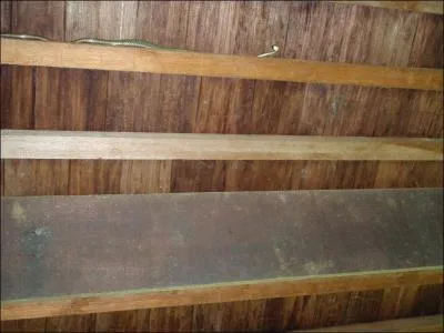 Ce reptile est un ...