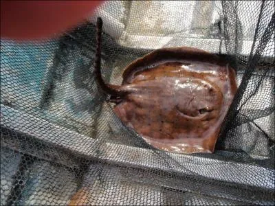 Quand  ce poisson, c'est ...