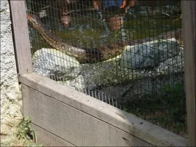 Ce reptile est ...