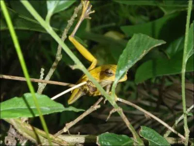 Ce batracien est ...