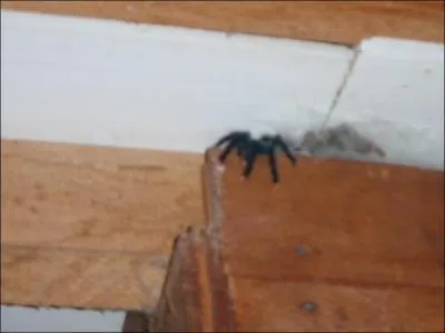 Bizarre, cet animal ...