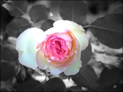 Mignonne allons voir si la rose qui ce matin avait déclose sa robe de pourpre au soleil :