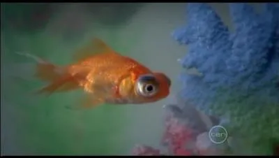 Comment s'appelle le poisson de Clo ?